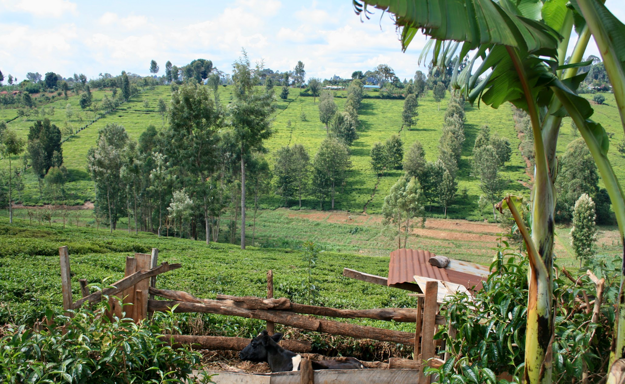 paysage Afrique centrale
