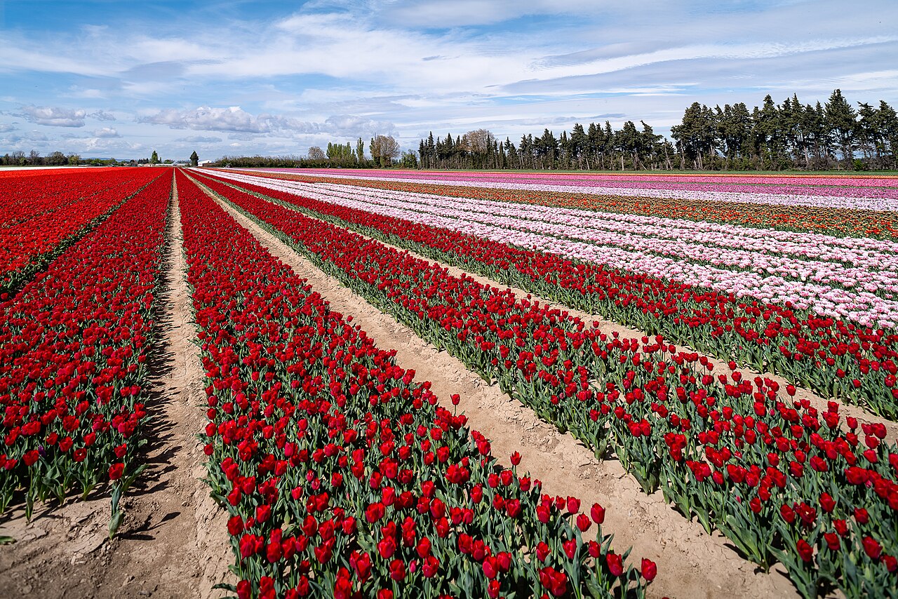 champs tulipes Pays-Bas