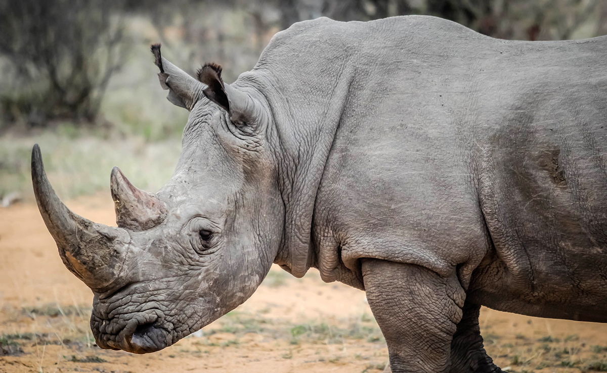 Rhinocéros blanc d'Afrique debout dans la savane, corne et peau épaisse bien visibles