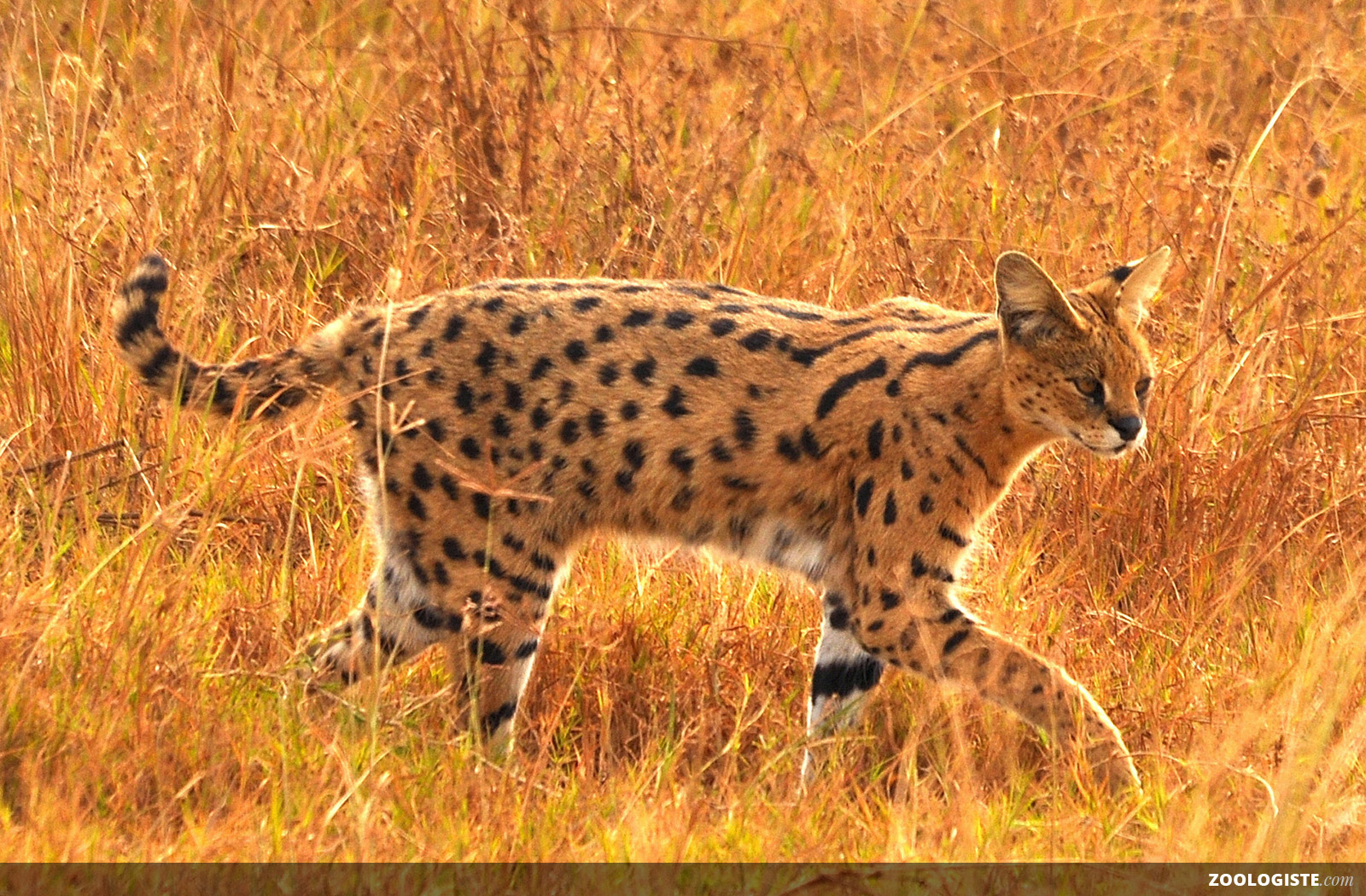 Serval adulte debout dans les hautes herbes, oreilles dressées et robe tachetée