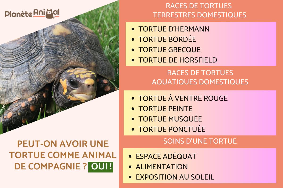 Tortue terrestre avançant sur un sol sec, carapace et pattes bien visibles