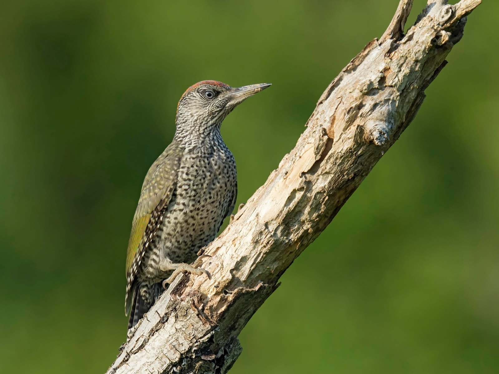 Pic vert (Picus viridis) agrippé à un tronc, plumage vert olive et calotte rouge bien visibles