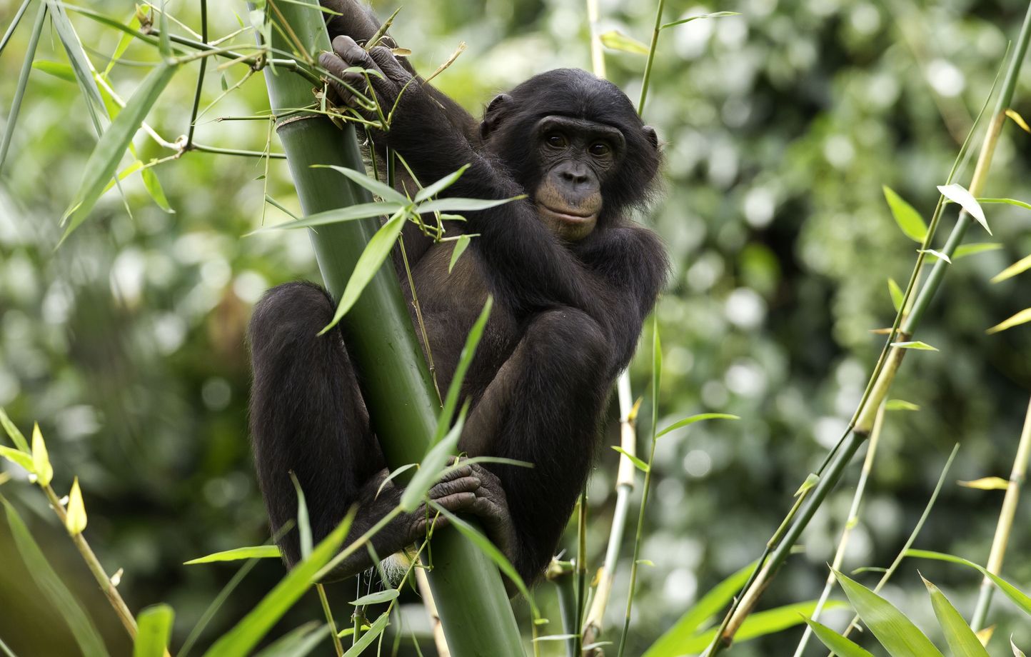 Bonobo dans la forêt tropicale humide du Congo