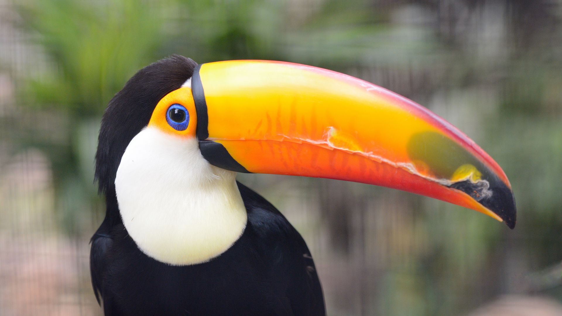 Toucan perché sur une branche, bec coloré et plumage sombre