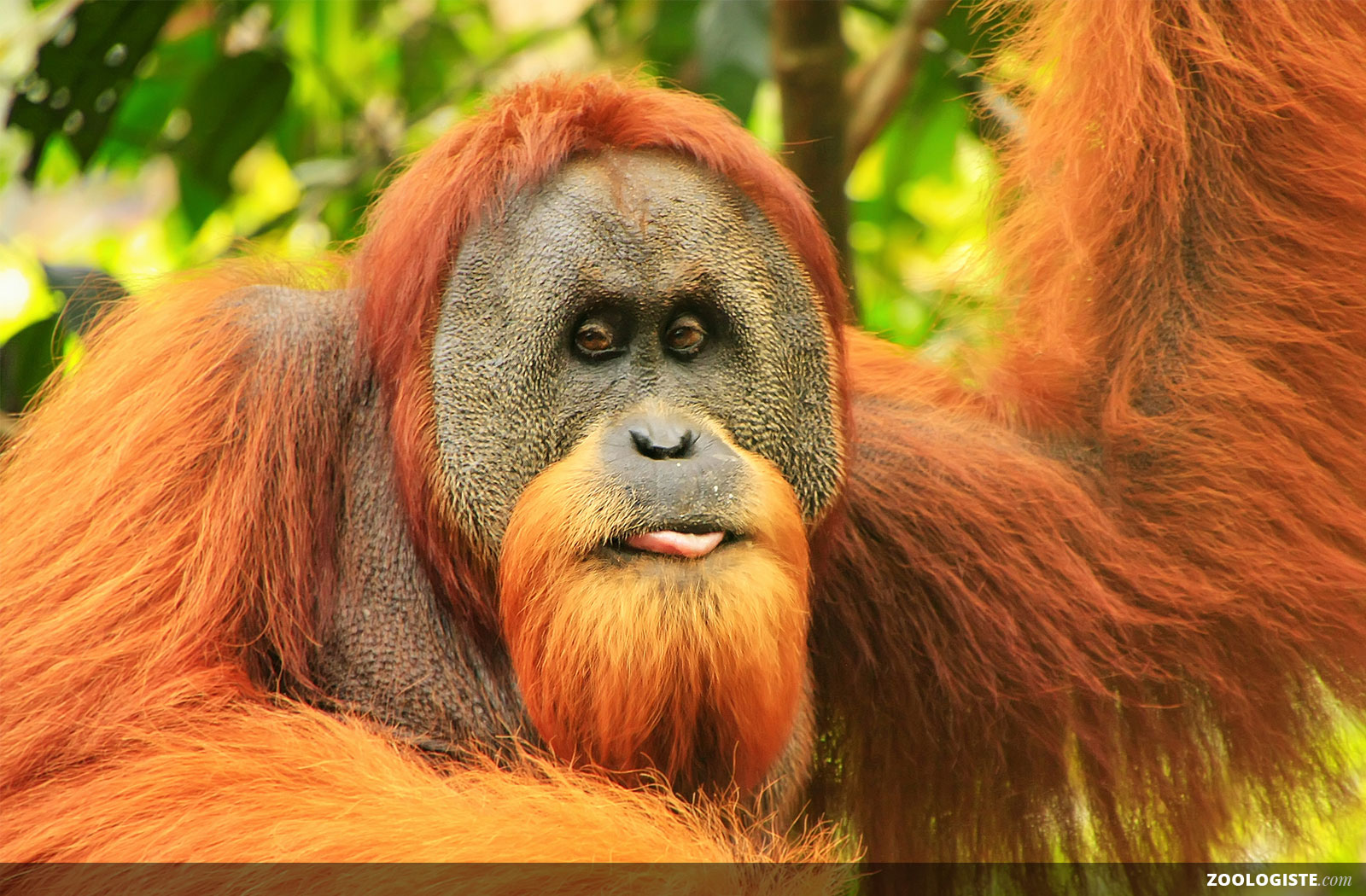 Orang-outan roux dans les arbres d'une forêt tropicale
