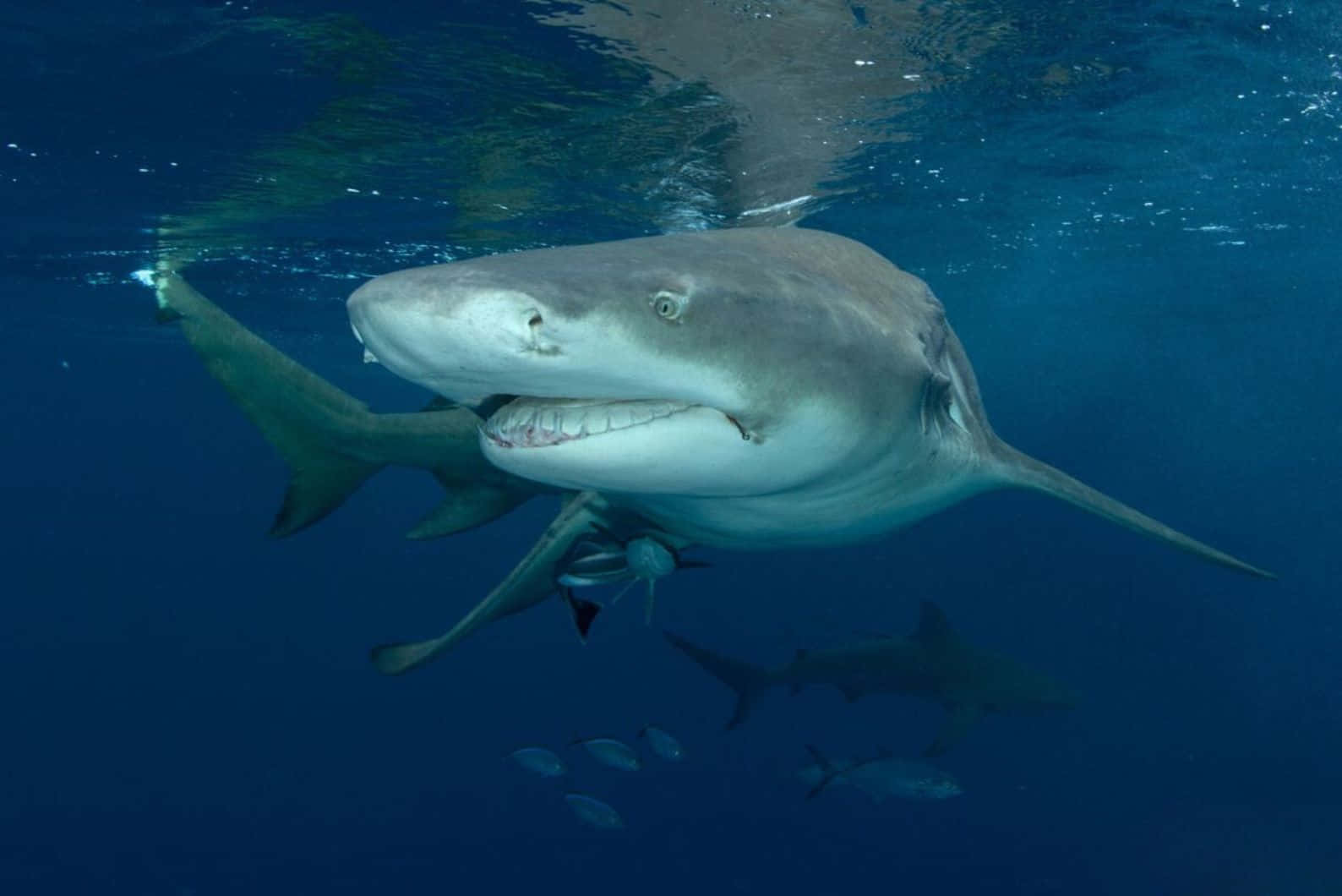 Requin citron nageant près d'un fond sableux dans une eau tropicale claire