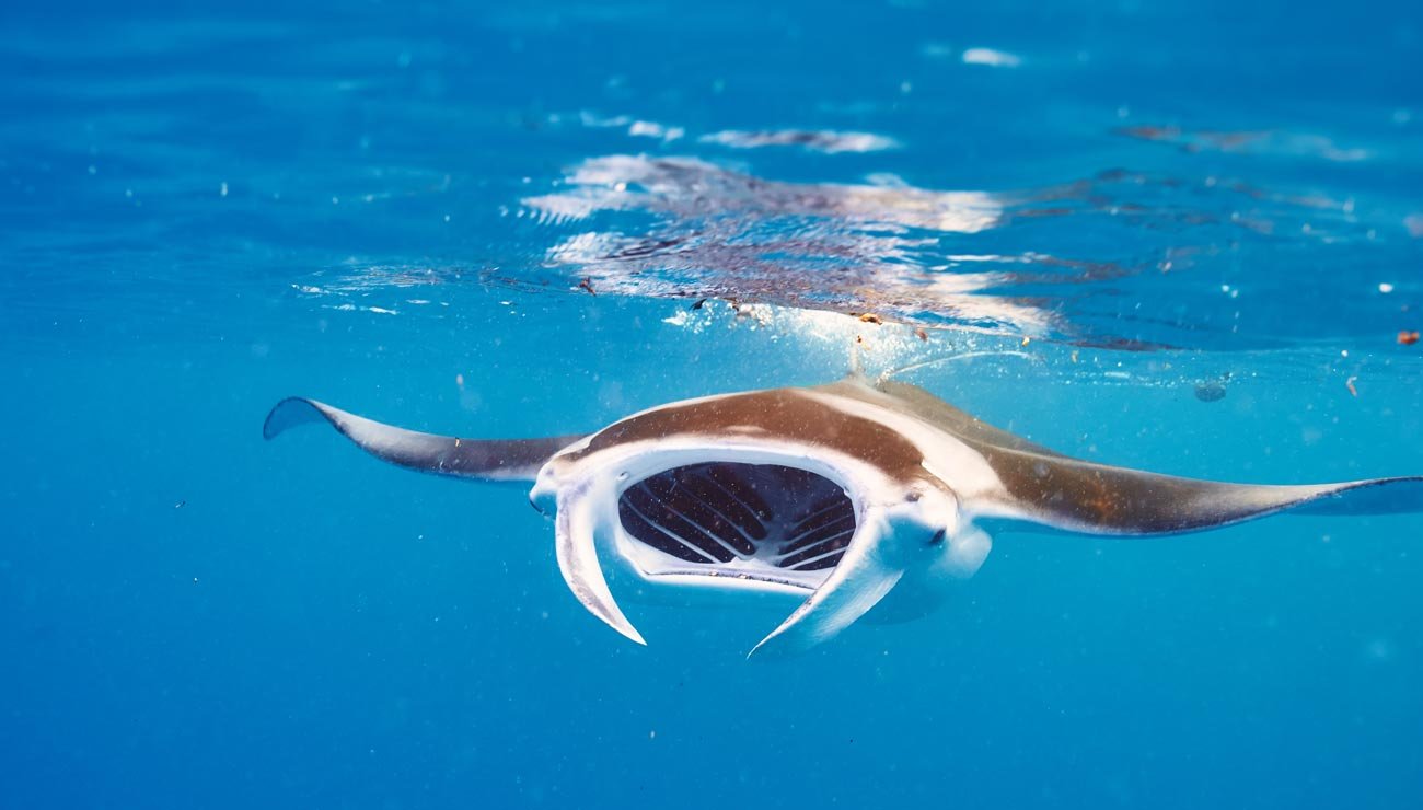 Une raie manta géante aux nageoires pectorales déployées évolue dans une eau tropicale bleue