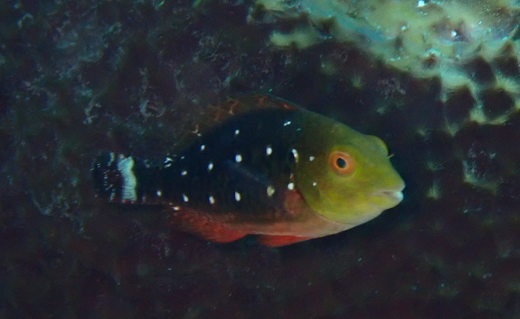 Poisson perroquet au bec coloré broutant la surface d'un récif corallien tropical