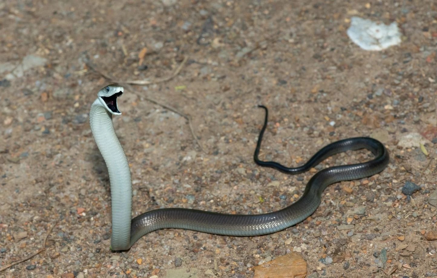 Mamba noir africain montrant l'intérieur sombre de sa bouche
