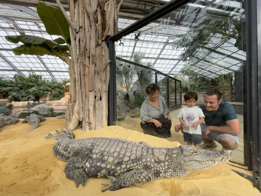 Crocodile observé dans la serre tropicale de la Ferme aux Crocodiles à Pierrelatte