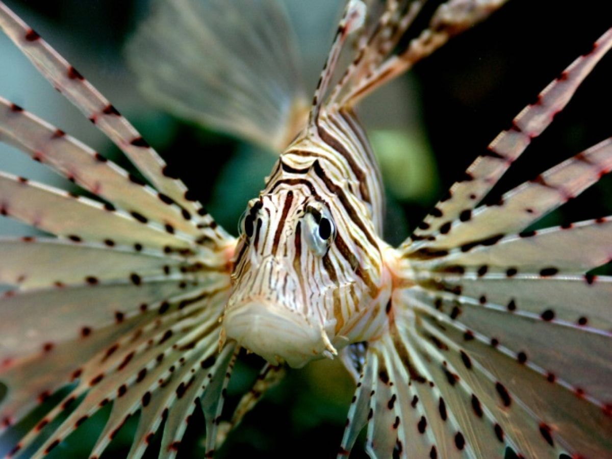Poisson lion rayé parmi les coraux d'un récif tropical